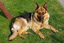 German Shepherd Dog for Sale