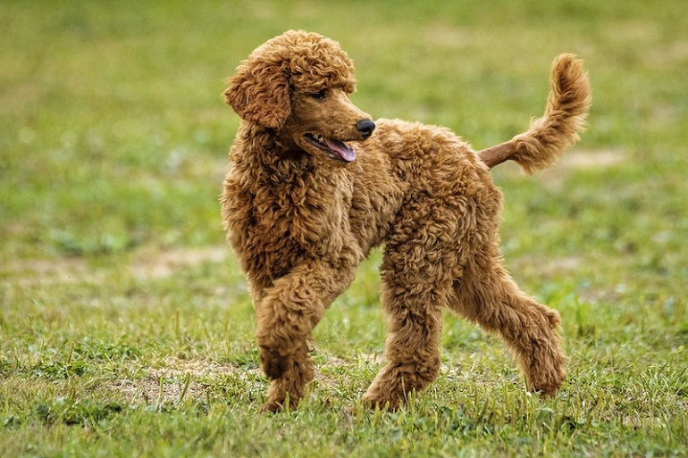 Toy Poodle