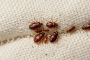 Bed Bugs
